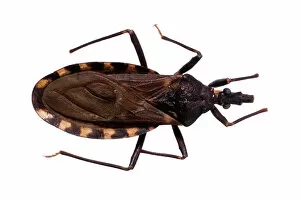Homo Gallery: Triatoma infestans, kissing bug
