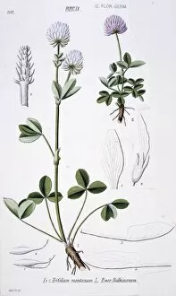 Eudicot Gallery: Trifolium montanum, mountain clover