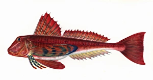 Trigloporus lastoviza, or Streaked Gurnard Trigloporus lastoviza, or Streaked Gurnard