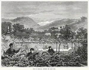 Trimming the grape vines in spring. Date: 1873 Trimming the grape vines in spring. Date: 1873