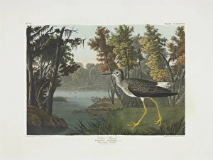 Tringa flavipes, lesser yellowlegs Tringa flavipes, lesser yellowlegs