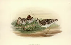 Sandpipers Gallery: 
