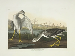 Tringa melanoleuca, greater yellowlegs Tringa melanoleuca, greater yellowlegs
