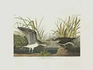 Shore Bird Gallery: Tringa solitaria, solitary sandpiper