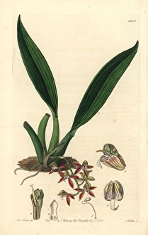 Trinidad macradenia orchid, Macradenia lutescens Trinidad macradenia orchid, Macradenia lutescens