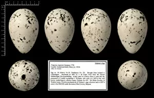 Images Dated 13th October 2005: Tristrams great auk egg