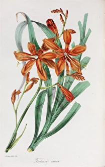 <b class=qtipBold><figcaption>Tritonia aurea</figcaption></b><br>Illustration of Tritonia aurea, from volume 15 (1849) of Paxton's Magazine of Botany, held in the Botany Library at the Natural History Museum, London. Date:<br><em>© Mary Evans / Natural History Museum</em> Tritonia aurea