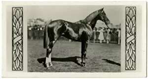 Racehorses Gallery: Trivalve, Australian race horse