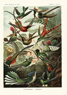 Trochilidae Collection: Trochilidae hummingbirds