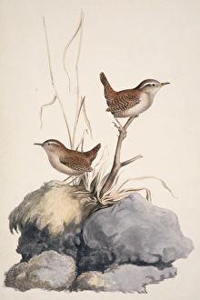 Troglodytes troglodytes, winter wren