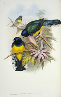 Trogon violaceus ramonianus, violaceous trogon Trogon violaceus ramonianus, violaceous trogon