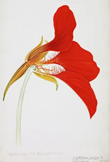 <b class=qtipBold><figcaption>Tropaeolum majus, nasturtium</figcaption></b><br>Drawing by Arthur Harry Church, 1903. Held in the Botany Library at the Natural History Museum, London. Date:<br><em>© Mary Evans / Natural History Museum</em> Tropaeolum majus, nasturtium