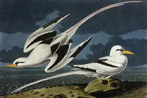 Tropic Gallery: Tropic Bird, by John James Audubon