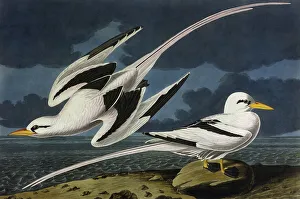 <b class=qtipBold><figcaption>Tropic Bird, by John James Audubon</figcaption></b><br>Tropic Bird, Phaeton Aethereus, by John James Audubon (1785-1851). A colour plate in The Birds of America: From Original Drawings. Date: 1827-1838<br><em>© Mary Evans Picture Library</em> Tropic Bird, by John James Audubon