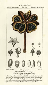 Chestnut Gallery: Tropical chestnut or nawa tree, Sterculia balanghas