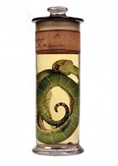 Tropidolaemus wagleri, green pit viper Tropidolaemus wagleri, green pit viper