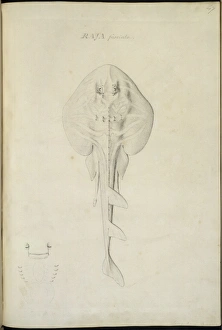 Trygonorhina fasciata, southern fiddler ray Trygonorhina fasciata, southern fiddler ray