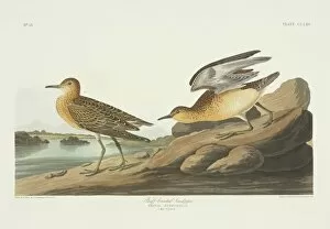Shore Bird Gallery: Tryngites subruficollis, buff-breasted sandpiper