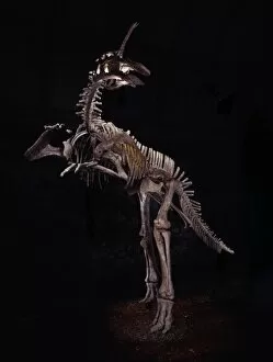 Hadrosaurid Gallery: Tsintaosaurus