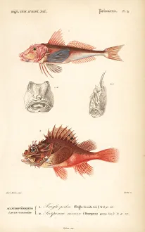 Tub gurnard and black scorpion-fish Tub gurnard and black scorpion-fish