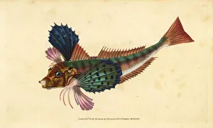 Tub gurnard, Chelidonichthys lucerna Tub gurnard, Chelidonichthys lucerna