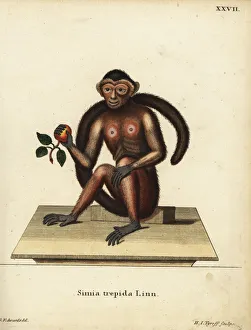 Tufted capuchin monkey, Sapajus apella Tufted capuchin monkey, Sapajus apella