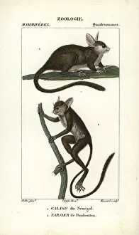 Related Images Gallery: Tufted capuchin, Sapajus apella, and squirrel