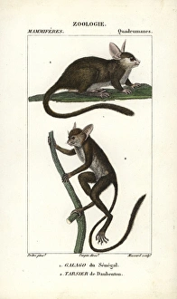 Related Images Gallery: Tufted capuchin, Sapajus apella, and squirrel