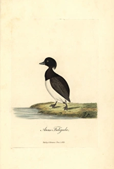 Tufted duck, Aythya fuligula Tufted duck, Aythya fuligula