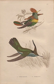 Tufted-necked hummingbird, Trochilus ornatus Tufted-necked hummingbird, Trochilus ornatus