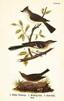 Tufted titmouse, northern mockingbird and ovenbird