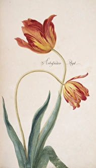 <b class=qtipBold><figcaption>Tulip cultivar, tulip</figcaption></b><br>Illustration from Flora Exotica (1720) by Johann Gottfried Simula. Held in the Botany Library at the Natural History Museum, London. Date:<br><em>© Mary Evans / Natural History Museum</em> Tulip cultivar, tulip