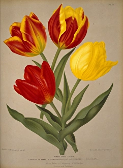 <b class=qtipBold><figcaption>Tulipa sp., tulip</figcaption></b><br>Plate 70 from Album van Eeden by A C Van Eeden (1872-1881). Held in the Botany Library at the Natural History Museum, London. Date:<br><em>© Mary Evans / Natural History Museum</em> Tulipa sp., tulip