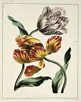 <b class=qtipBold><figcaption>Tulipa sp, various tulips</figcaption></b><br>Folio 44 from A Collection of Flowers (1795) by John Edwards. Held in the Botany Library at the Natural History Museum, London. Date:<br><em>© Mary Evans / Natural History Museum</em> Tulipa sp, various tulips