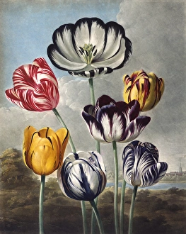 <b class=qtipBold><figcaption>Tulips</figcaption></b><br>Tulips, engraved by Eadom after Philip Reinagle, in a book entitled The Temple of Flora by Dr Robert John Thornton (1768-1837). The book was published between 1799 and 1807. Date: 1798<br><em>© Mary Evans Picture Library</em> Tulips