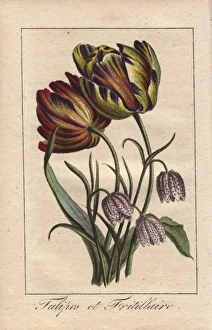Tulips and fritillaries, Tulipa and Fritillaria Tulips and fritillaries, Tulipa and Fritillaria