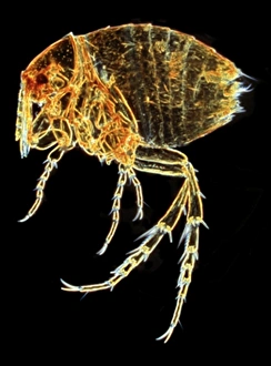<b class=qtipBold><figcaption>Tunga penetrans, chigoe flea</figcaption></b><br>This species of flea is commonly known as a jigger, chigoe or sand-flea. Date:<br><em>© Mary Evans / Natural History Museum</em> Tunga penetrans, chigoe flea