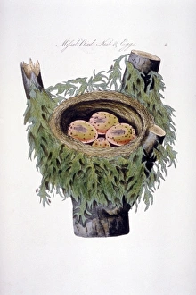 Turdrus viscivorus, mistle thrush nest and eggs Turdrus viscivorus, mistle thrush nest and eggs