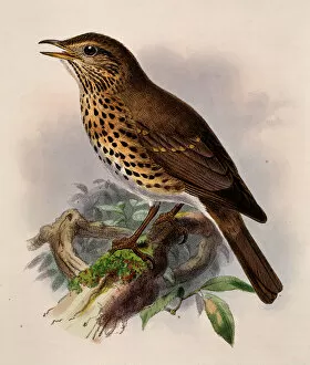 Spotted Gallery: Turdus philomelos, song thrush
