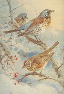Turdus pilaris, fieldfare, Turdus iliacus, redwing Turdus pilaris, fieldfare, Turdus iliacus, redwing