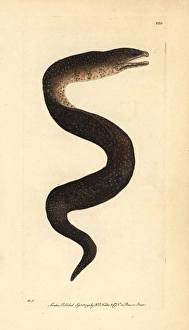 Turkey moray eel, Gymnothorax meleagris Turkey moray eel, Gymnothorax meleagris