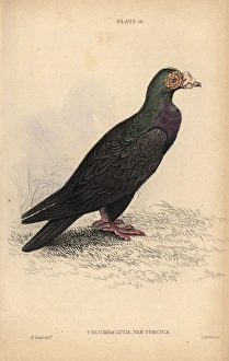 Turkish or mawmet pigeon, Columba livia var Turkish or mawmet pigeon, Columba livia var