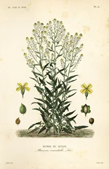 Turkish wartycabbage or Turkish rocket, Bunias orientalis Turkish wartycabbage or Turkish rocket, Bunias orientalis