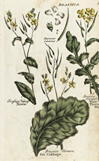 Turnip, cabbage and hares ear mustard Turnip, cabbage and hares ear mustard