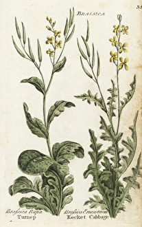 Turnip and rocket cabbage or dog mustard Turnip and rocket cabbage or dog mustard