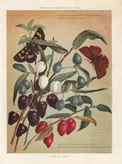 Turqoise berry and Aristotelia peduncularis Turqoise berry and Aristotelia peduncularis