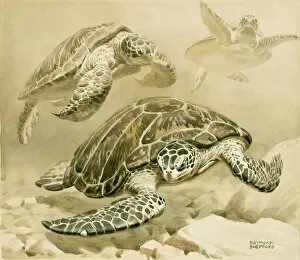 Three turtles s wimming underwater