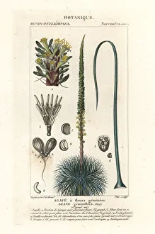 Twin flowered agave, Agave geminiflora Twin flowered agave, Agave geminiflora