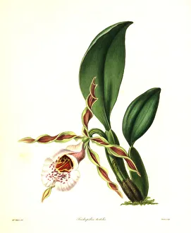 Twisted trichopilia orchid, Trichopilia tortilis Twisted trichopilia orchid, Trichopilia tortilis