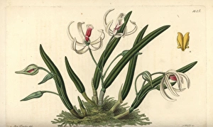 Two-coloured leptotes orchid, Leptotes bicolor Two-coloured leptotes orchid, Leptotes bicolor